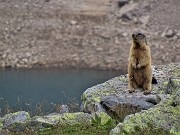 56 La marmotta di fronte ad intruso si pone in sentinella